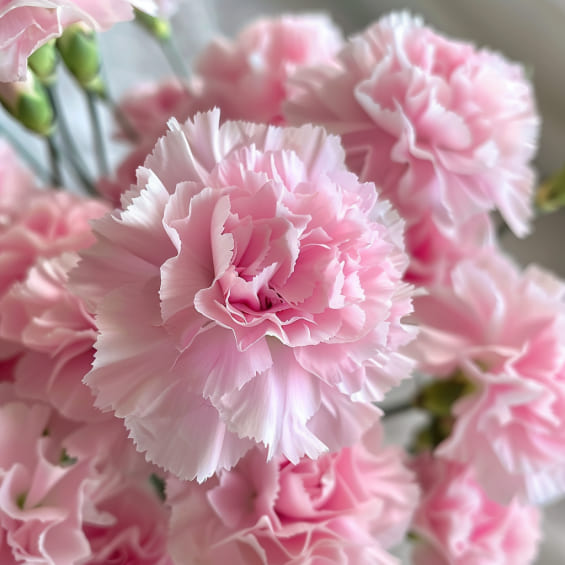 close_up_of_a_bunch_of_Carnation