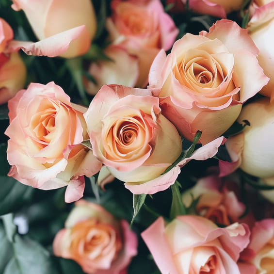 close_up_of_a_bunch_of_roses